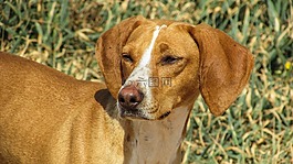 狗,vizla,棕色