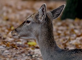 動(dòng)物世界,獐鹿,達(dá)姆野