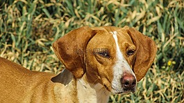 狗,vizla,棕色