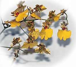 文心兰,舞小姐,兰花