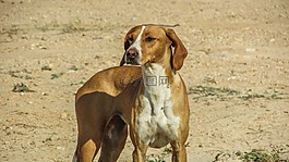 狗,vizla,棕色
