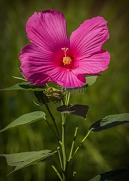 沼澤芙蓉,粉色,花卉
