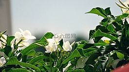 鮮花,植物,葉