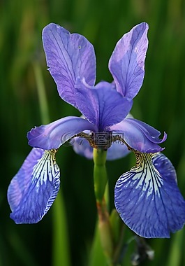 花,鸢尾花,蓝色