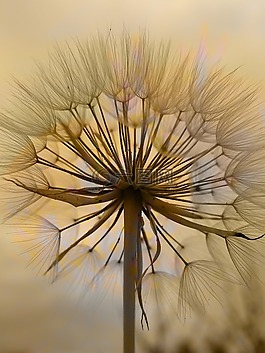 蒲公英,花,拉托