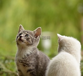 貓,年輕的動物,好奇