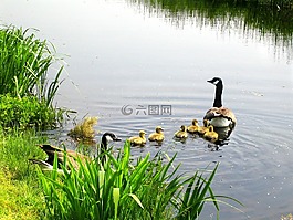 加拿大鹅,鸡,branta 黄花