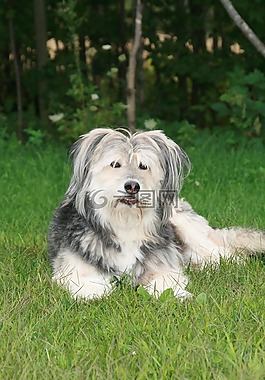 狗,可愛(ài),牧羊犬