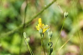鮮花,野生花卉,夏天花