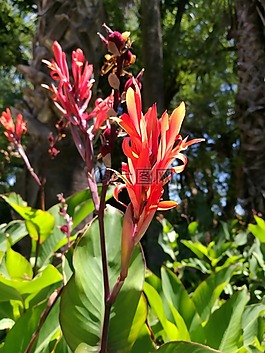 花,紅色,植物