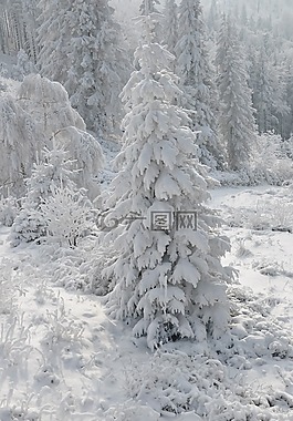 冬季,雪,白