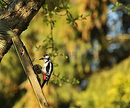 啄木鳥,大斑的啄木鳥,鳥