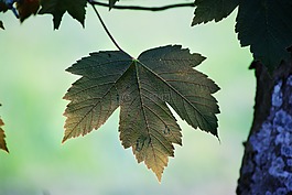 葉,樹皮,甜蜜