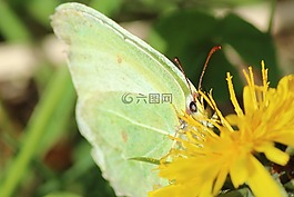 蝴蝶,蒲公英,眼