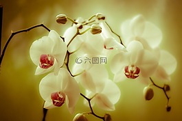 蘭花,phaleonopsis,開花