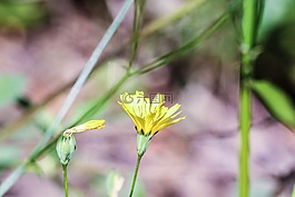 鮮花,野生花卉,夏天花