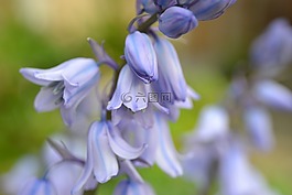 風(fēng)信子,花,燈泡