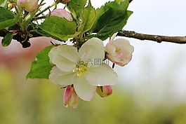 開(kāi)花,蘋果樹(shù),樹(shù)