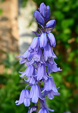 風(fēng)信子,花,燈泡