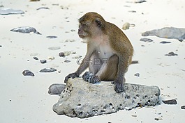 猴子,海灘,動(dòng)物