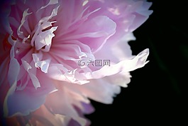 花,牡丹,宏