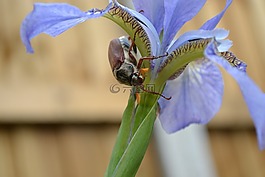 發泄出來,可能 bug,不偏不倚正甲蟲
