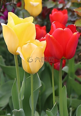 郁金香,鮮花,黃色