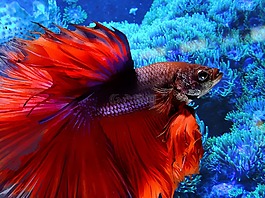 魚,水下,水族館
