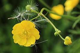 毛茛,開花,種子