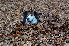 边框,边境牧羊犬,英国牧羊犬