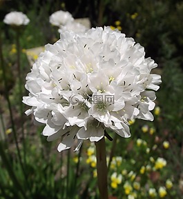 花,花園,石竹pseudarmeria