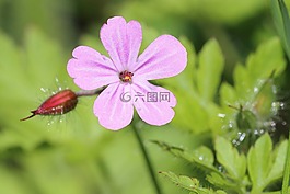 開花,芽,森林