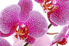 兰花,花,锐度