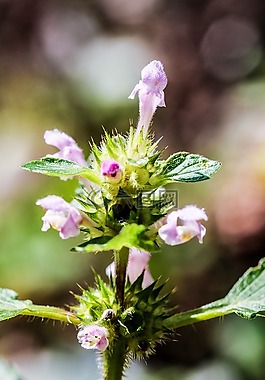 鮮花,野生花卉,夏天花