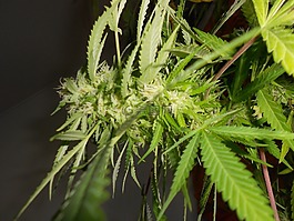大麻,雜草,植物