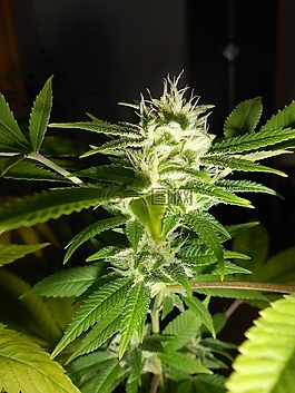 大麻,雜草,植物