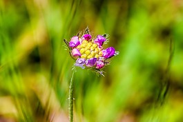 鮮花,野生花卉,夏天花