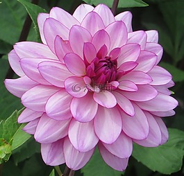 大麗花,花,盛開