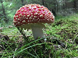菌,毒菌,性質(zhì)