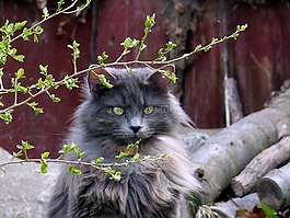 動物,貓,貓的