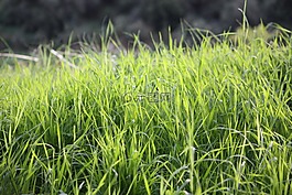 草,普拉托,植被
