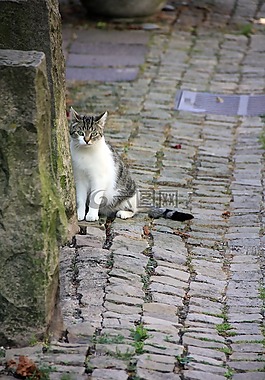 動物,貓,路
