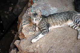 街貓,貓,動物