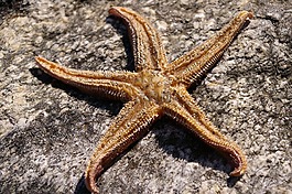 海星,明星,干
