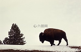 野牛,水牛,美國