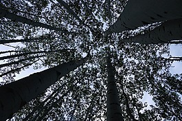 森林,樹,透視