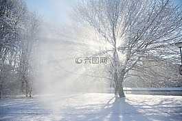 树木,树,雪