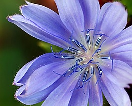 花,野花,藍色
