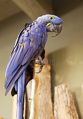 鸚鵡,鳥類王國,鳥