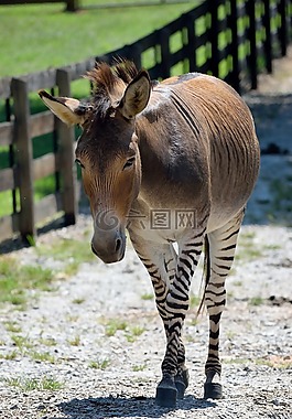 zonkey,動(dòng)物,哺乳動(dòng)物
